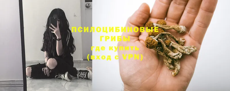 Галлюциногенные грибы GOLDEN TEACHER  купить  цена  Дудинка 